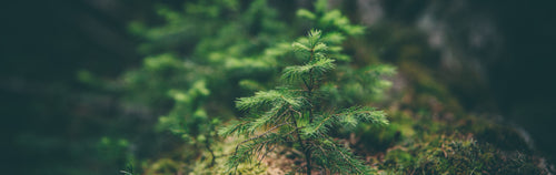 Wood is the worlds most sustainable material.